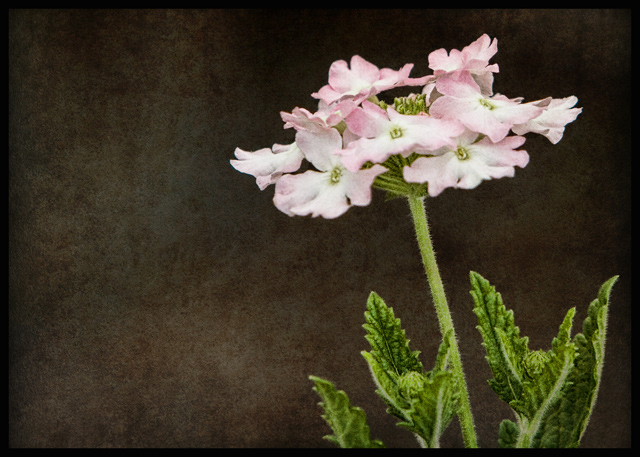 overlay-flower.jpg