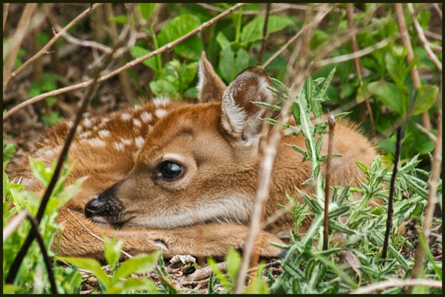 Blue-Ridge-Newborn-Fawn.jpg