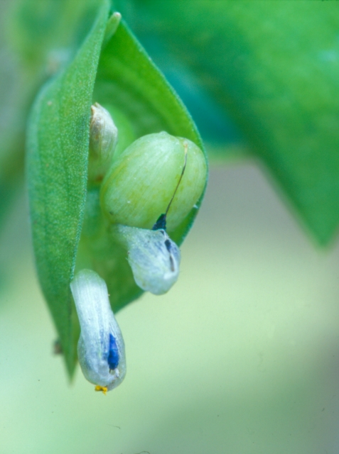 Day Flower.jpg