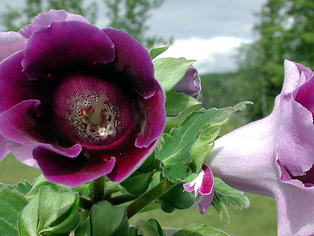 Gloxinia.jpg