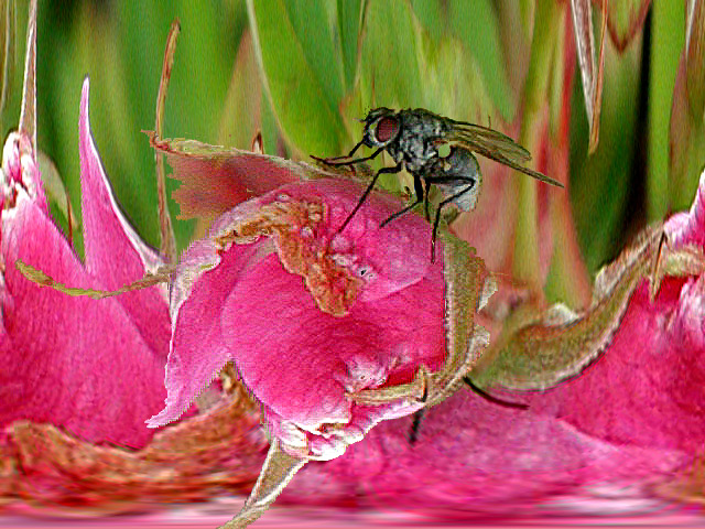Fly Land