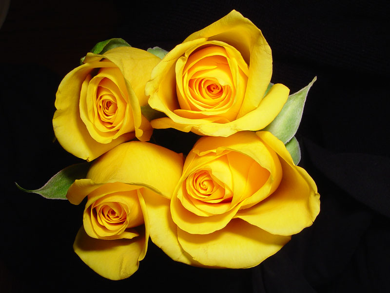 Yellow Roses 01 sm.jpg