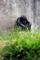 Thinker