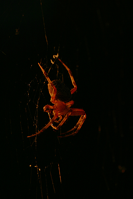 spider