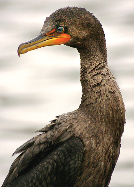 IMG_1703cormorant2.jpg