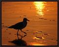 Early Gull