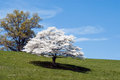 Dogwood Tree