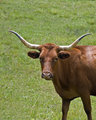 Long Horn Cow I