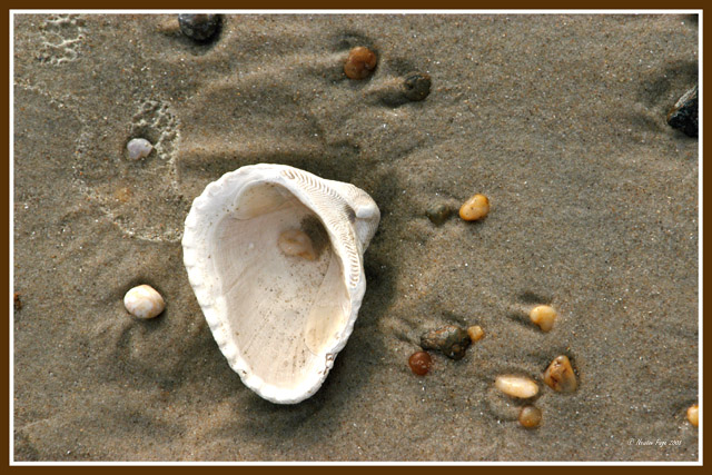 OBX Beach