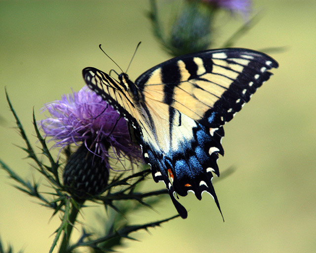 Butterfly & Thistle