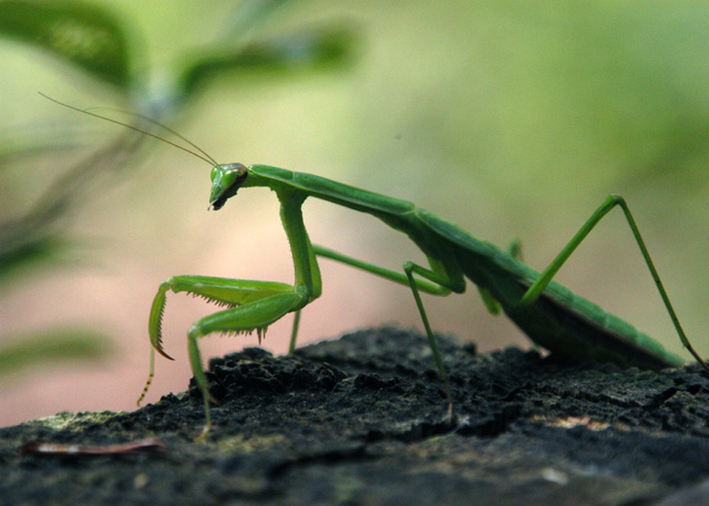 Praying Mantis