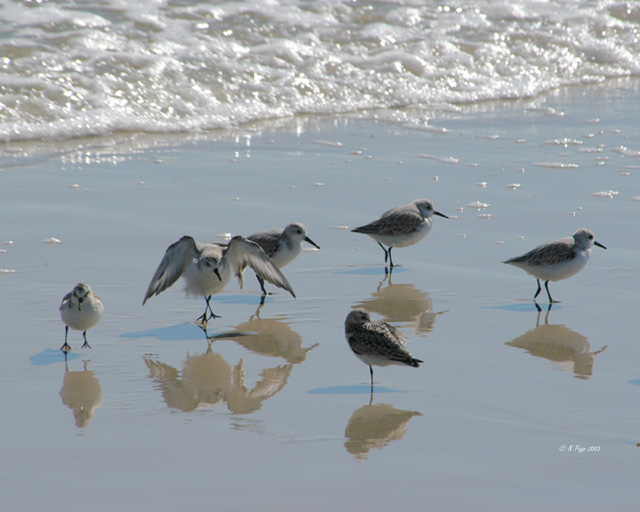 Dancing Sanderling