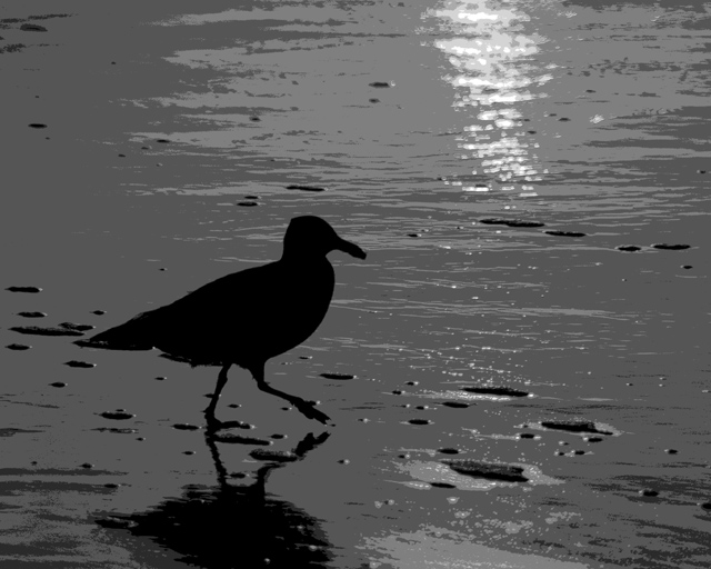 Early Gull - B/W