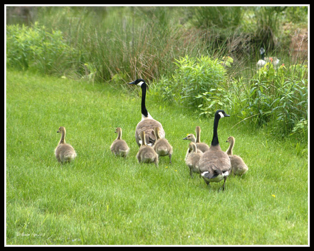 Goose Family