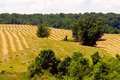HayField