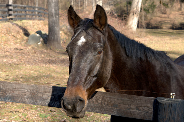 Horse Portrait