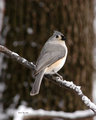 Tufted Titmouse III