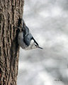 NutHatch