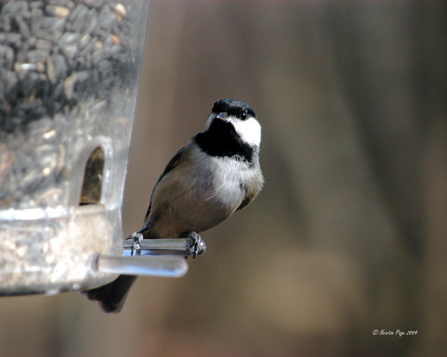 Carolina Chickadee IV