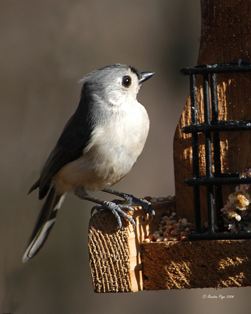 Tufted Titmouse II