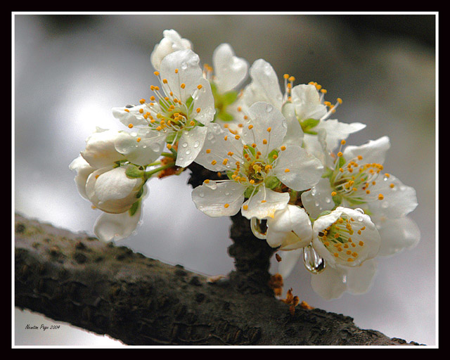 Plum Blossoms