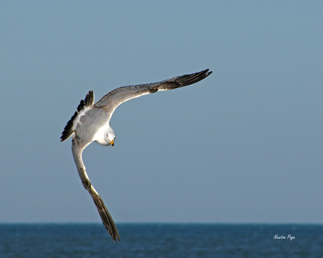 Ring Billed Gull