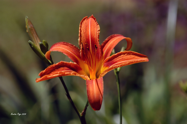 Tiger Lily