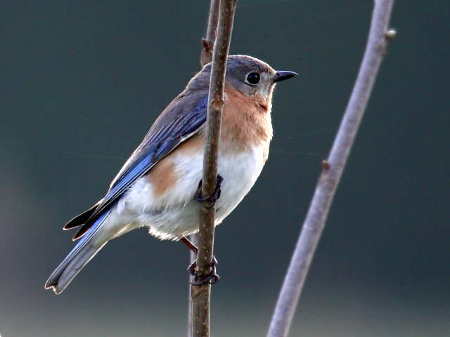 eastern bluebird