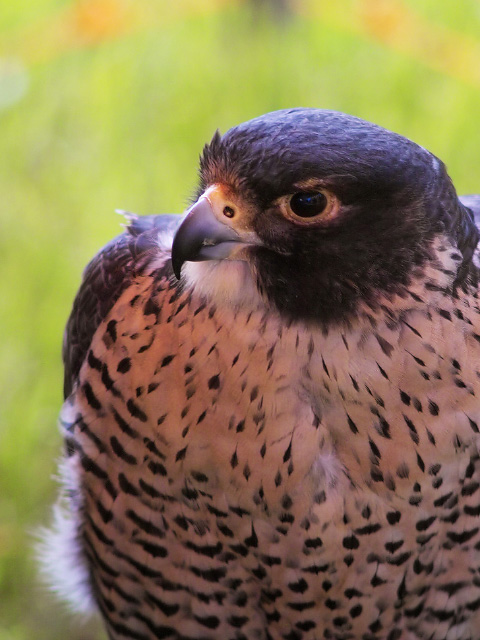falcon (crossbred)