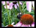 Bumble Bee