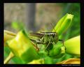 Grass Hopper