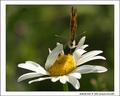 Butterfly Butt