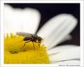 Hairy Fly