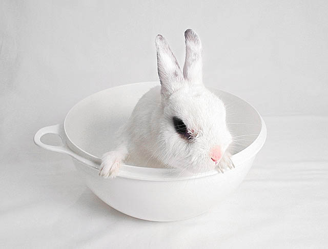 rabbit2.jpg