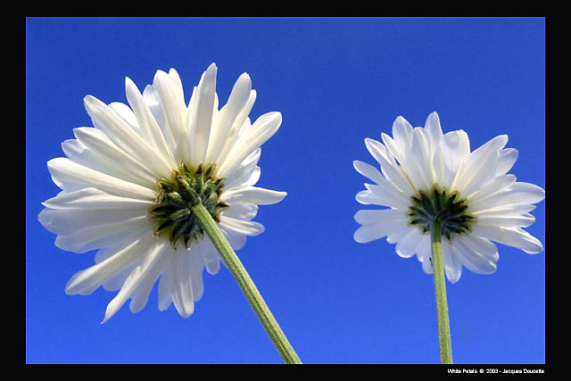 Flower Petals