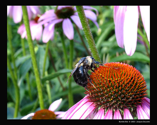 Bumble Bee
