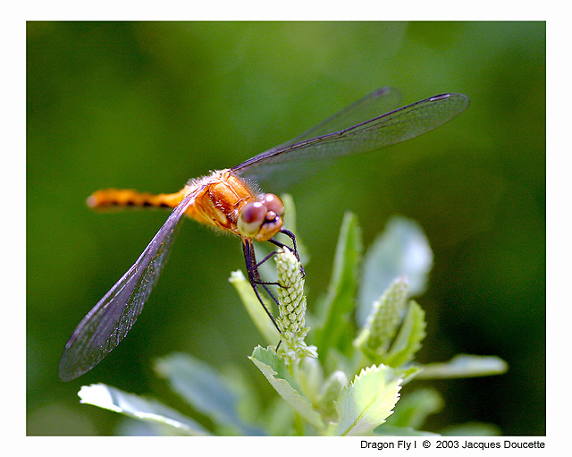 Dragon Fly I