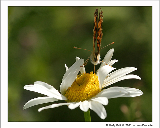 Butterfly Butt