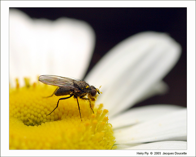 Hairy Fly