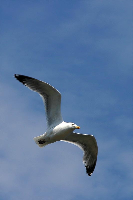 Gull.jpg