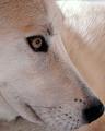 wolf 007.jpg
