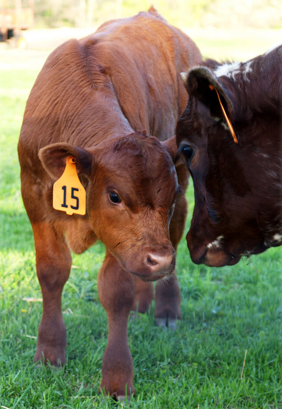 Calf15.jpg