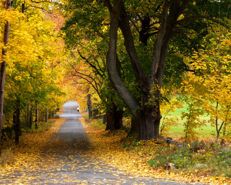 Old Lexington Road Fall Canopy