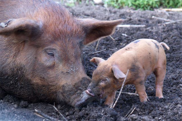 Sow and piglet