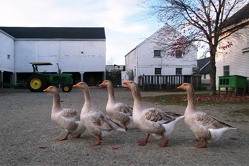 Five Geese