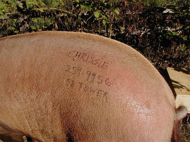 Chrissie's Butt