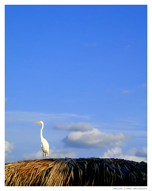 Perched