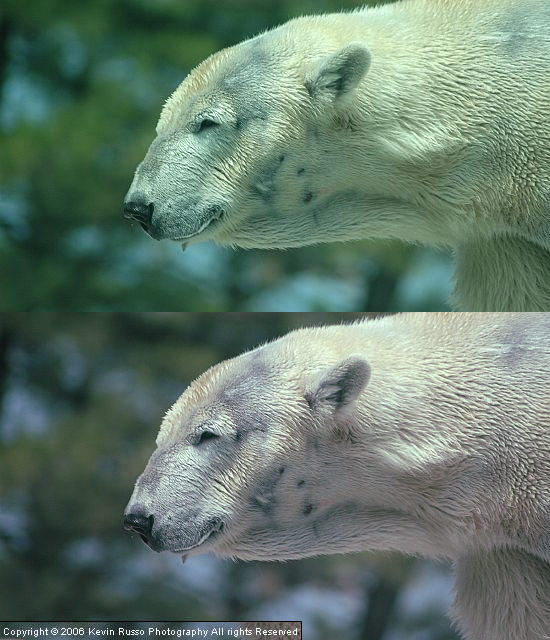 bear-fix.jpg