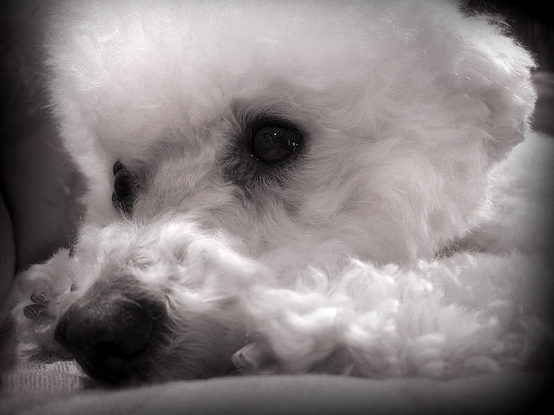 doggy.jpg