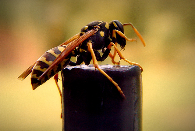 bee.jpg